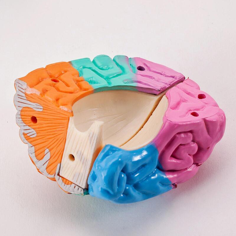 Outil d'anatomie du cerveau humain, modèle canonique, jouet pour l'école, le bureau, le fuchsia, précis