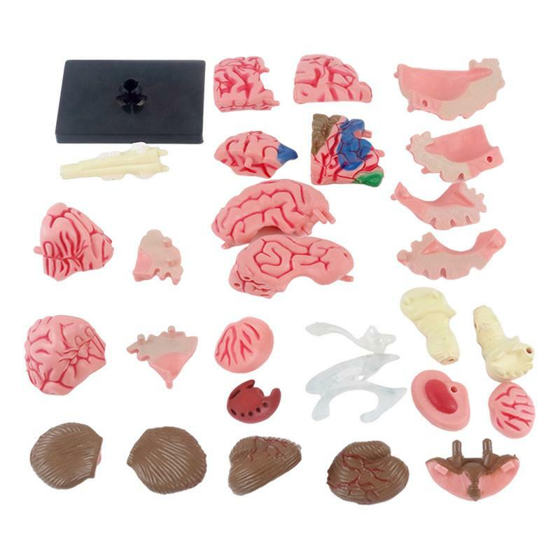 Human Brain Model Anatomical Model Teaching Med Model with Display Base Color-Coded Artery Brain DIY Teaching Anatomy Model for
