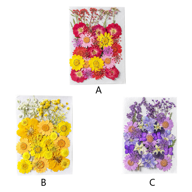 Natural Dried Flower Decoration Embossed Flowers Plant Colorful Type 1