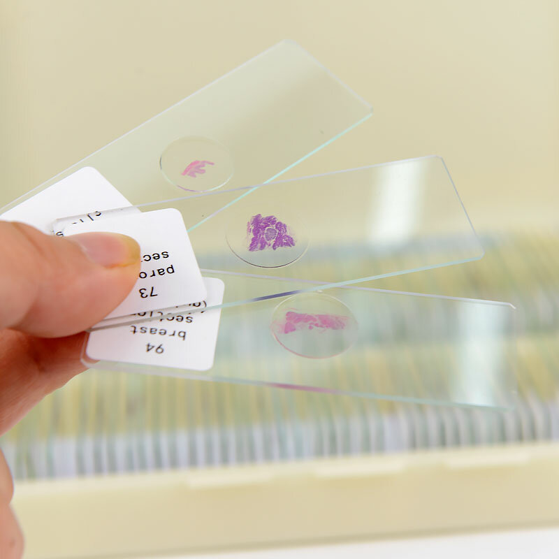 100Pcs Menselijk Weefsel Stukken Histologie Voorbereid Specimen Microscope Slides Menselijk Normale Tissue Embryo Chromosomen