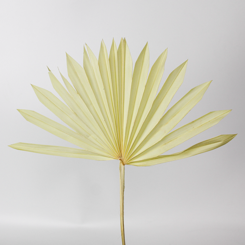 Nordic Stijl Home Decor Natuurlijke Gedroogde Bloemen Gedroogde Blad Kleine Zon Palm Speer Fan Voor Diy Ontwerp Voor Outdoor Decoratie