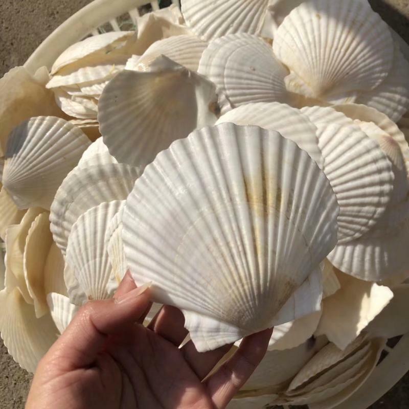 Garlic Vermicelli White Large Scallop Shell Steamed Scallop Hawaiian Half Shell Large Tray Shell