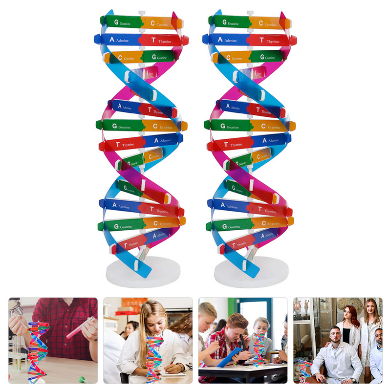 Herramienta de enseñanza de ciencias para niños, doble hélice, DNA, 2 piezas