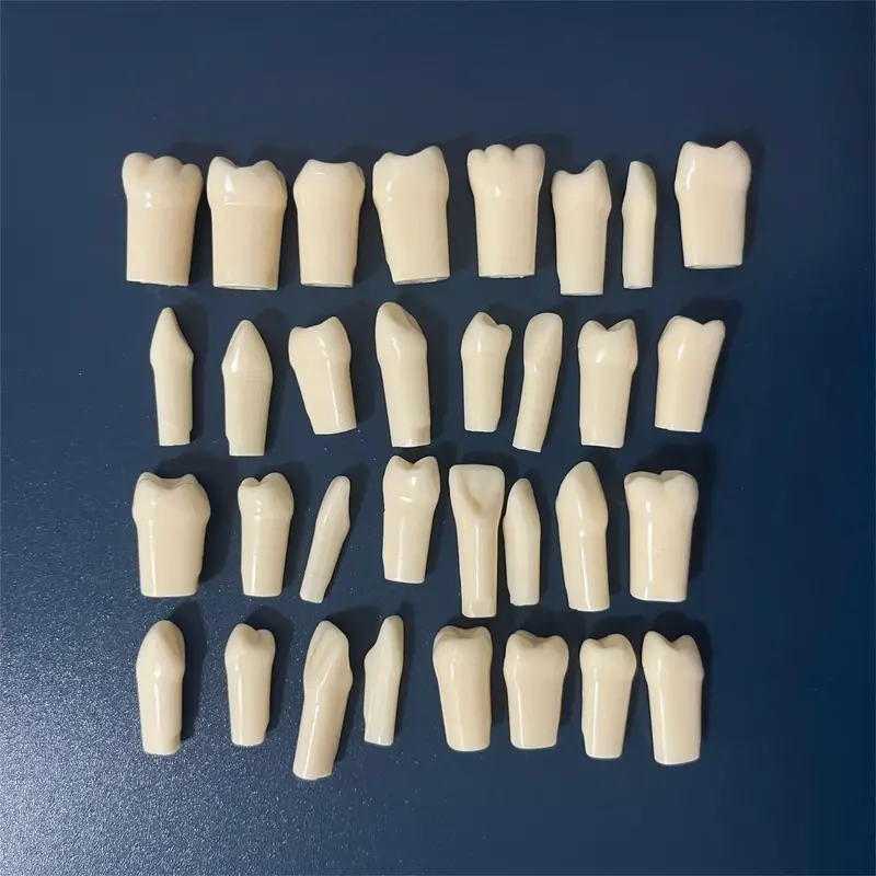 Reemplazo de dientes extraíbles atornillados estándar Dental, modelo de dientes de entrenamiento de práctica, compatible con el tipo klgore Nissin 200, 32 unidades