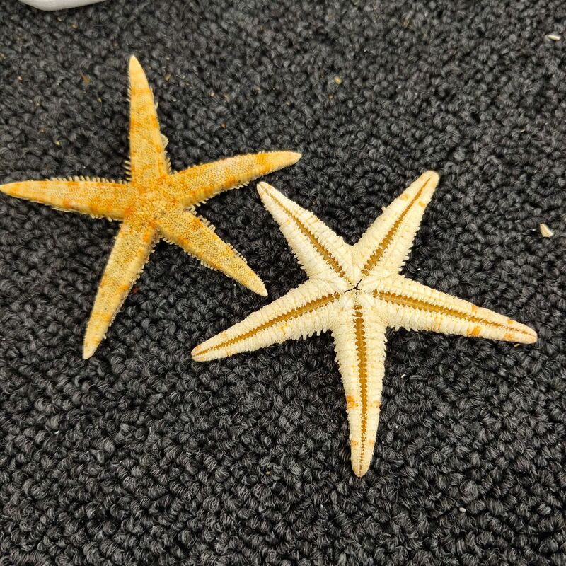 Natural Starfish Shell para Artesanato DIY, Decoração para casa, Wedding Beach, 1-2cm, 100 PCs