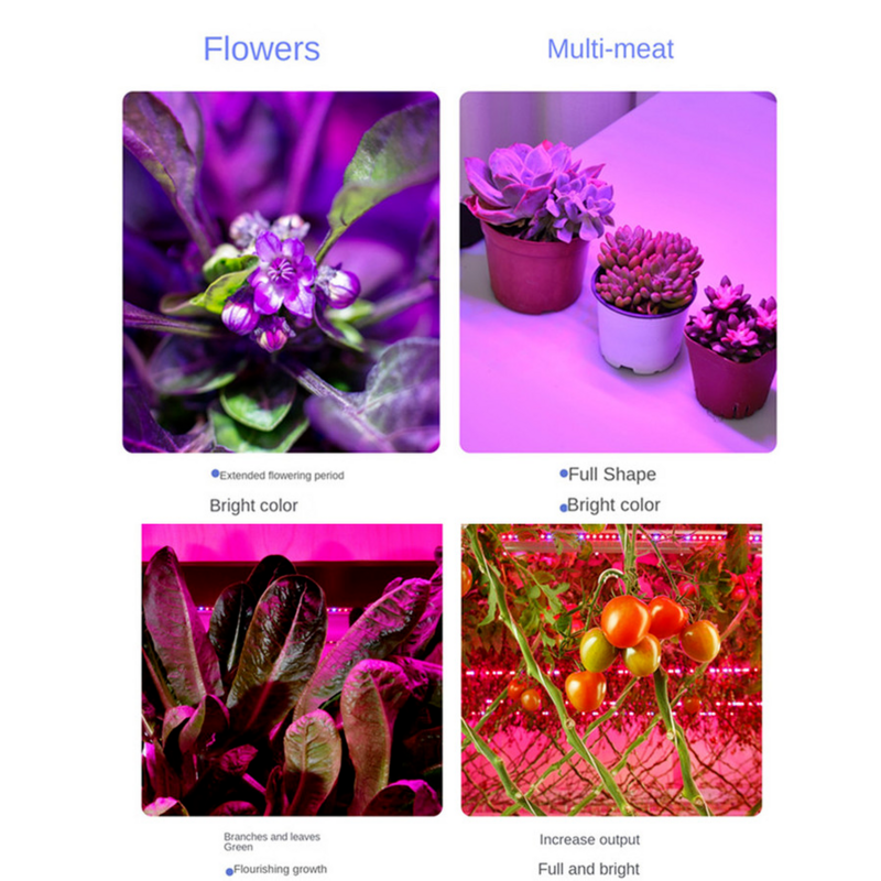 LED Grow COB Chip Phyto Lamp spettro completo AC220V/110V 20W 30W 50W per la coltivazione di piantine di piante da interno e l'illuminazione per la crescita dei fiori