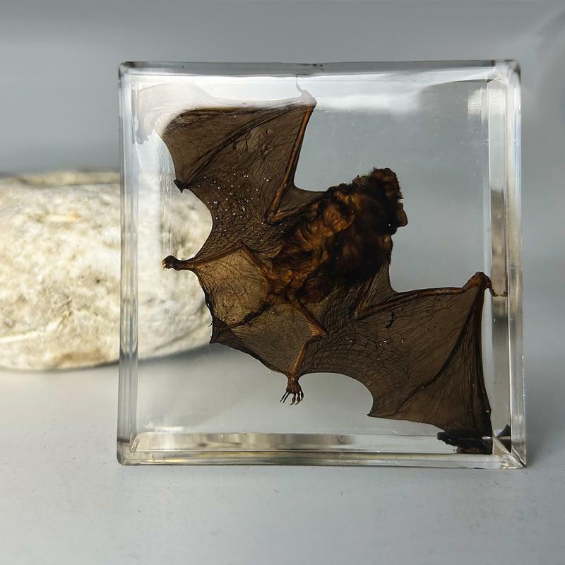 Oprawiony okaz nietoperza akrylowy mały okaz nietoperza dekoracja blat prawdziwy nietoperz zwierzę w żywicznym oświeceniu półka wiedzy