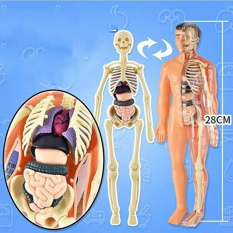 子供のための3D人体の解剖学モデル,プラスチックの骨格のおもちゃ,科学,早期学習ツール,教育玩具,DIY,2種類