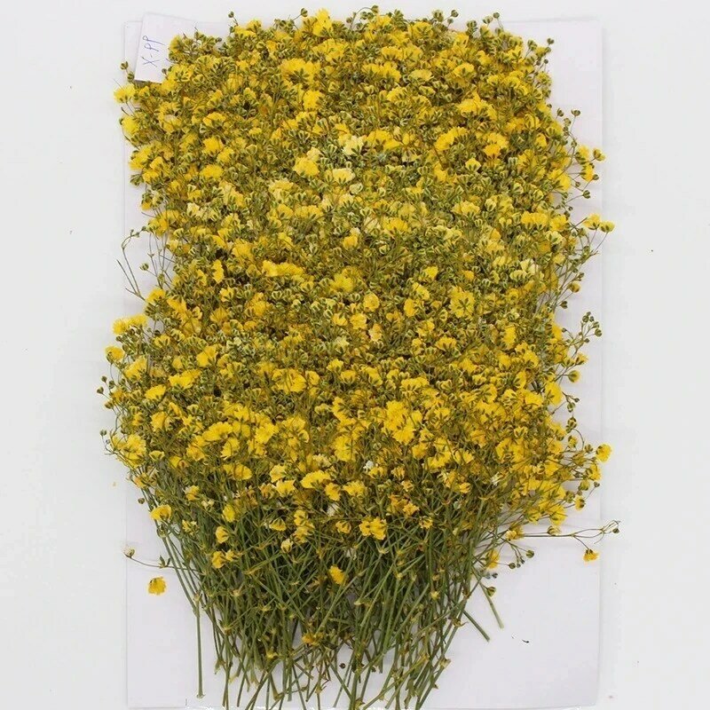 120 peças natuurlijke gypsophila gedroogde bloemen kleine bloeket droge bloemen druk mini decoratieve fotografie achtergron