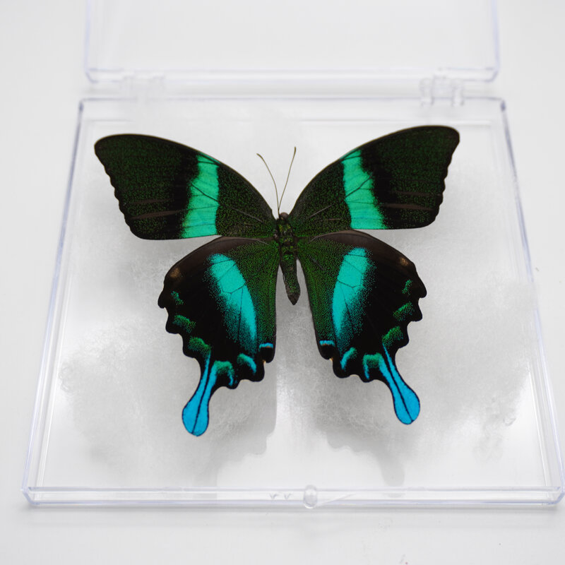 Kotak Transparan Spesimen Kupu-kupu Alami Nyata dengan Kupu-kupu Beragam untuk Tampilan Koleksi Penelitian Mengajar Hadiah Khusus