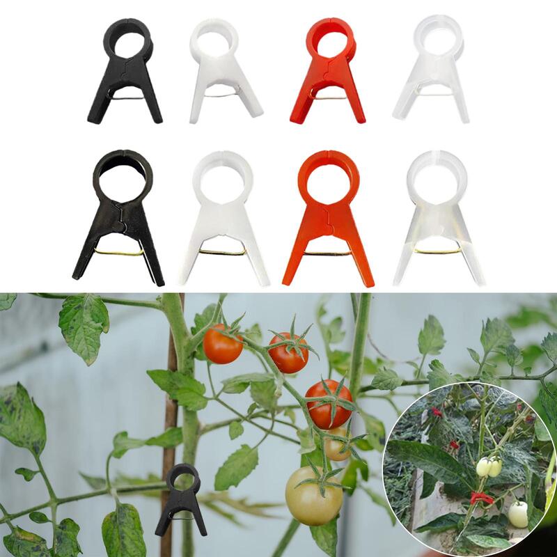 Clips para plantas de piezas, soporte para tomate, vid, pepino, flor, 100