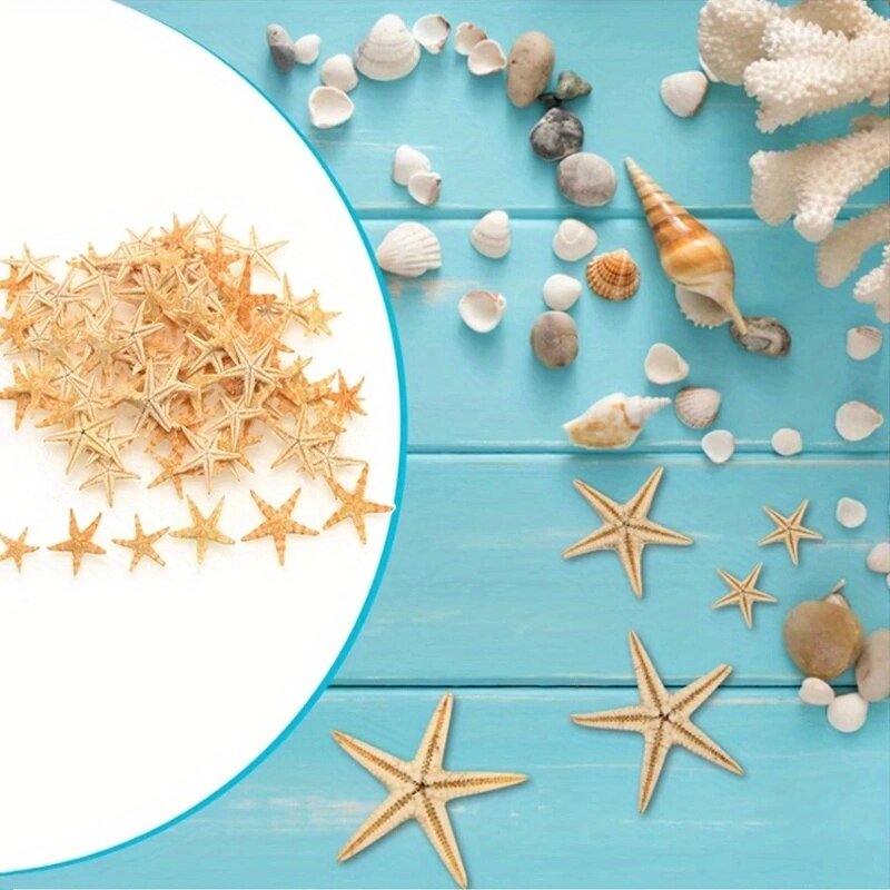 Conchas marinas de estrella de mar Natural, accesorios de decoración del hogar, decoración de Acuario, adorno marino, 1 caja