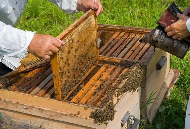 Molde de hoja de prensa de cera de abeja, Base de panal de abeja de PVC suave, molde de Base de colmena, pala de apicultura, herramienta de fabricación de velas de cera de abeja