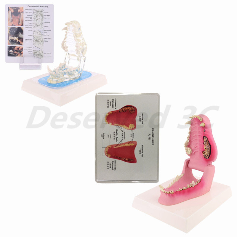 Dog Tooth Anatomy Model Canine Veterinary Animal Skeleton Veterinary Teaching