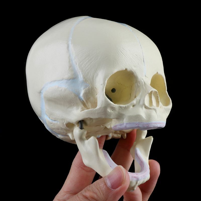 1: 1 Modelo de Esqueleto Anatômico de Crânio Médico Infantil Fetal Humano para Ensino Su