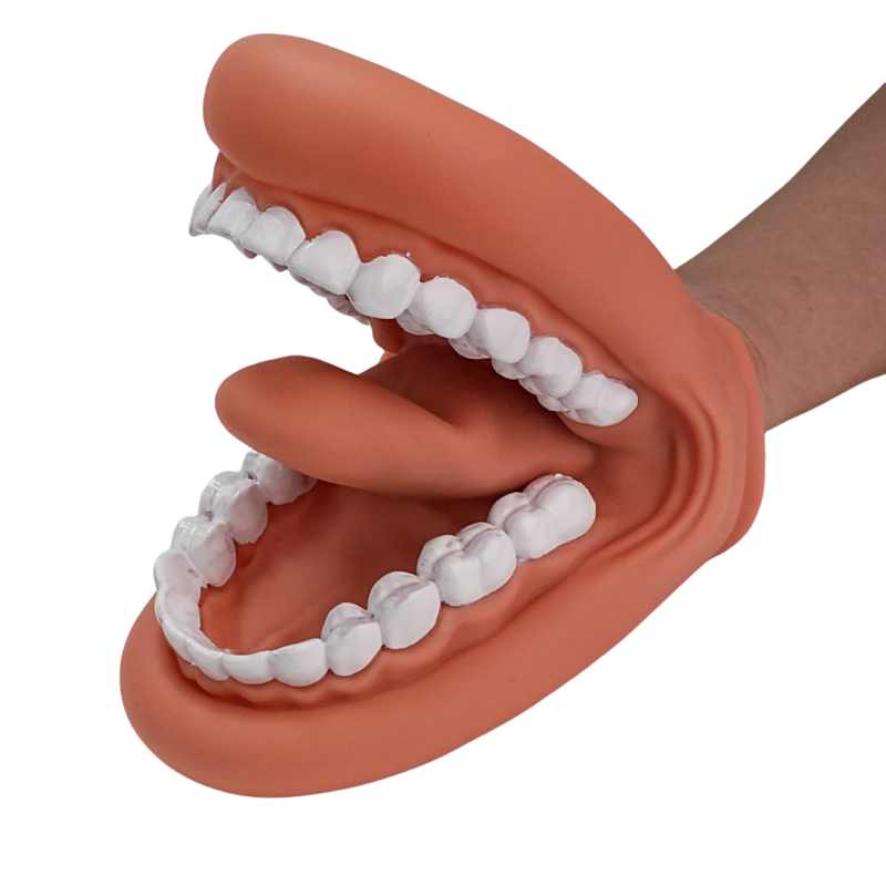 Dental Padrão Dentes Modelo, Boca Modelo Dentes Humanos, Dente Escovando Modelo para Ensino Estudar