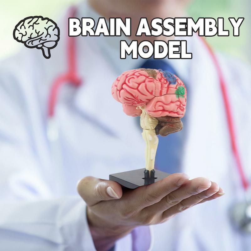 نموذج دماغي ثلاثي الأبعاد للتدريس التشريحي ، نموذج مع قاعدة عرض ، ترميز بالألوان لتحديد وظائف الدماغ ، تشريح