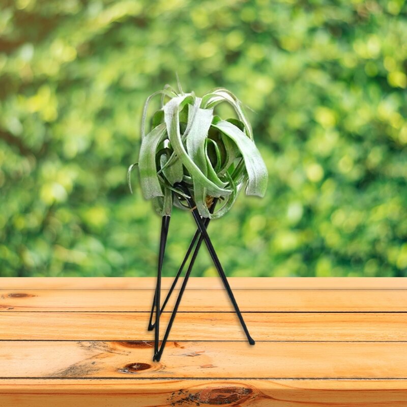 Air Plant Holder Metal Flower Pot Stand Geometric Iron Tillandsia Holder Art Display Home Garden Ornaments