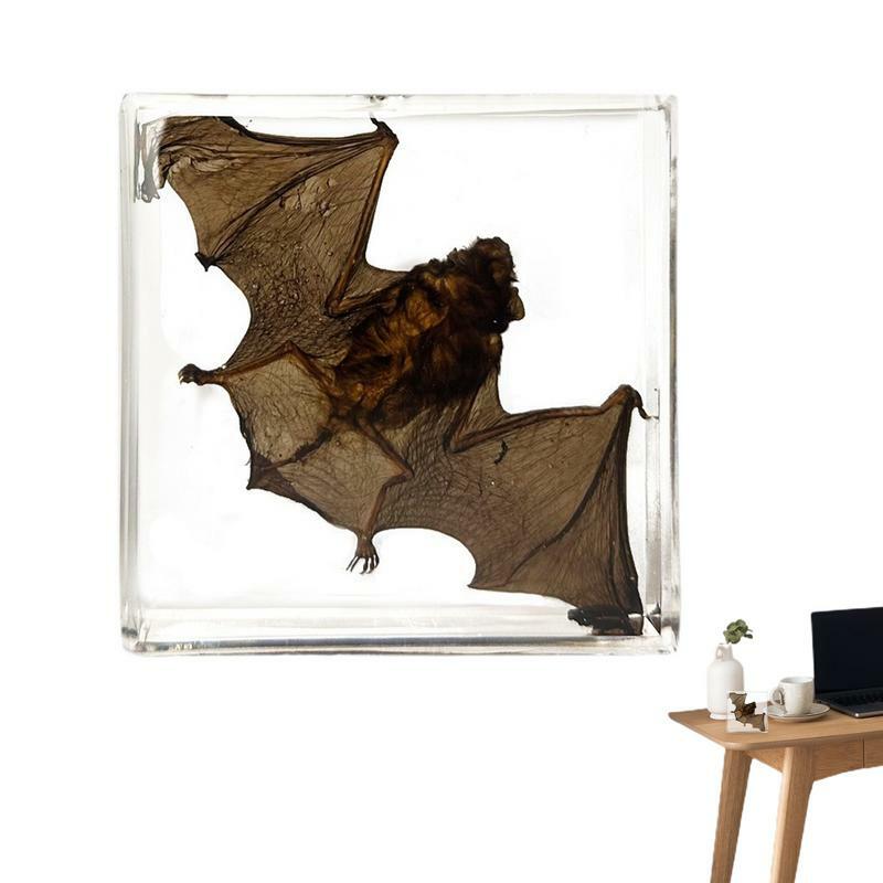 Espécimen de murciélago pequeño de acrílico enmarcado, Animal de murciélago Real, decoración de mesa, estante de libros de conocimiento de iluminación de resina