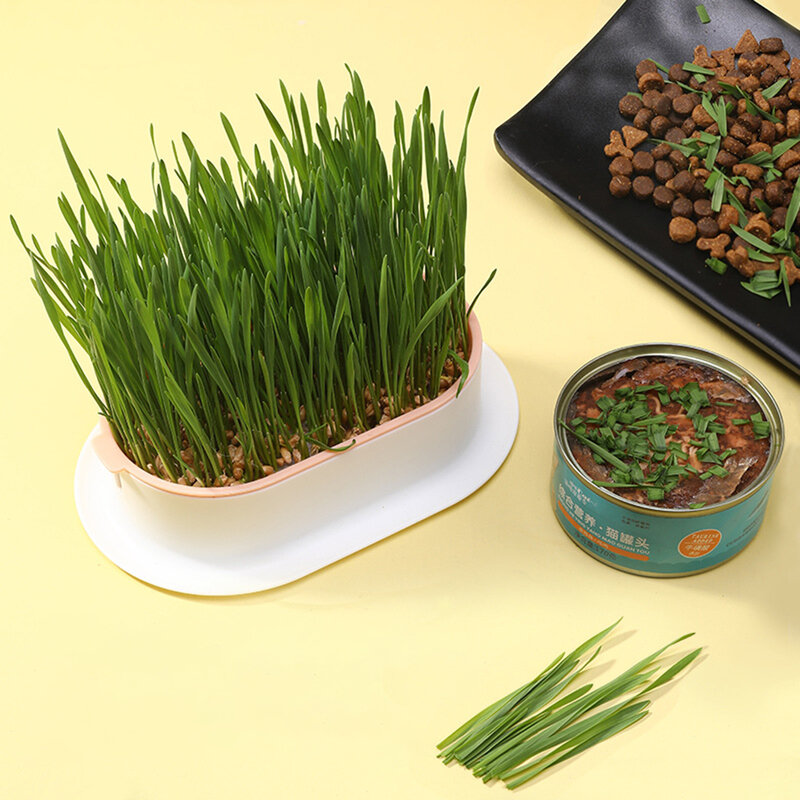 Nuovo Pet Cat Sprout Dish Growing Pot pianta idroponica Cat Grass germinazione digestione Starter Dish serra Grow Box