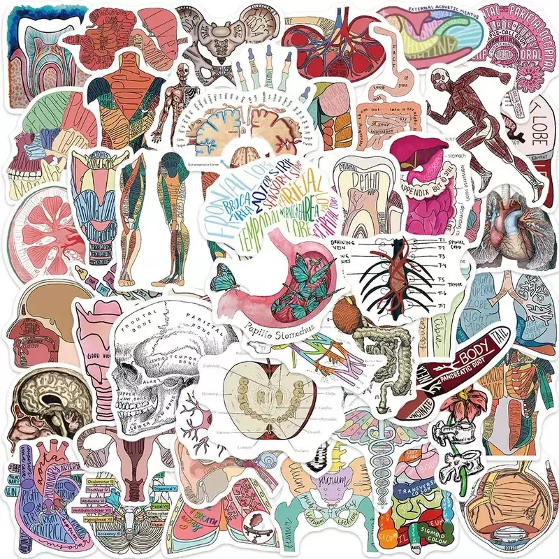 Pegatinas de fisiología corporal de Anatomía Humana, 50 piezas, Graffiti temporal, pegatinas para equipaje, monopatín, portátil, guitarra, calcomanías, Juguetes