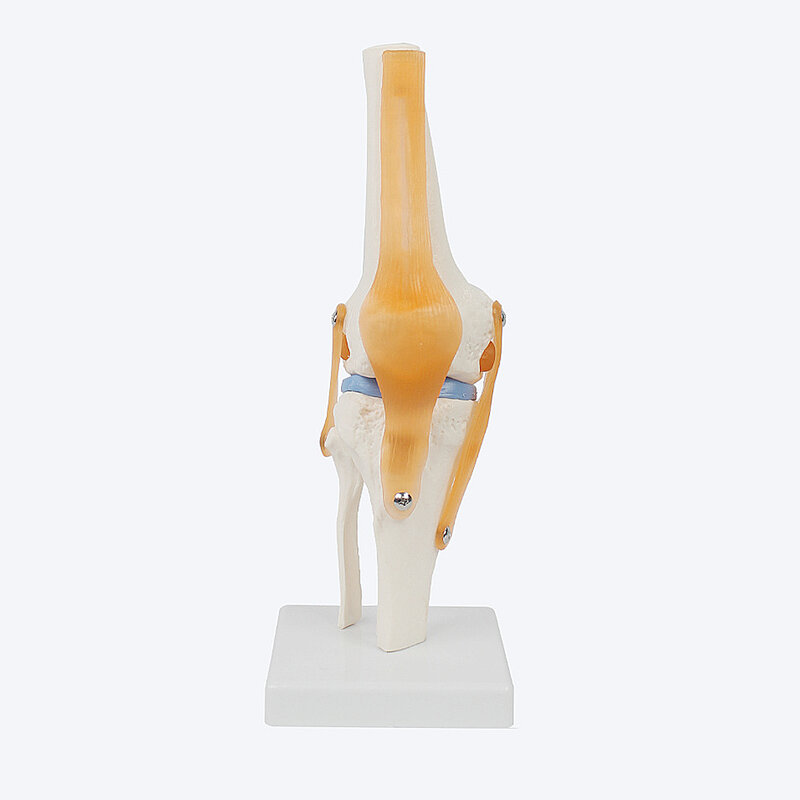 1 Stück menschliche Anatomie Skelett lebensgroße Kniegelenk anatomisches Modell mit Bändern Gelenk modell Medizin Wissenschaft Lehrmaterial
