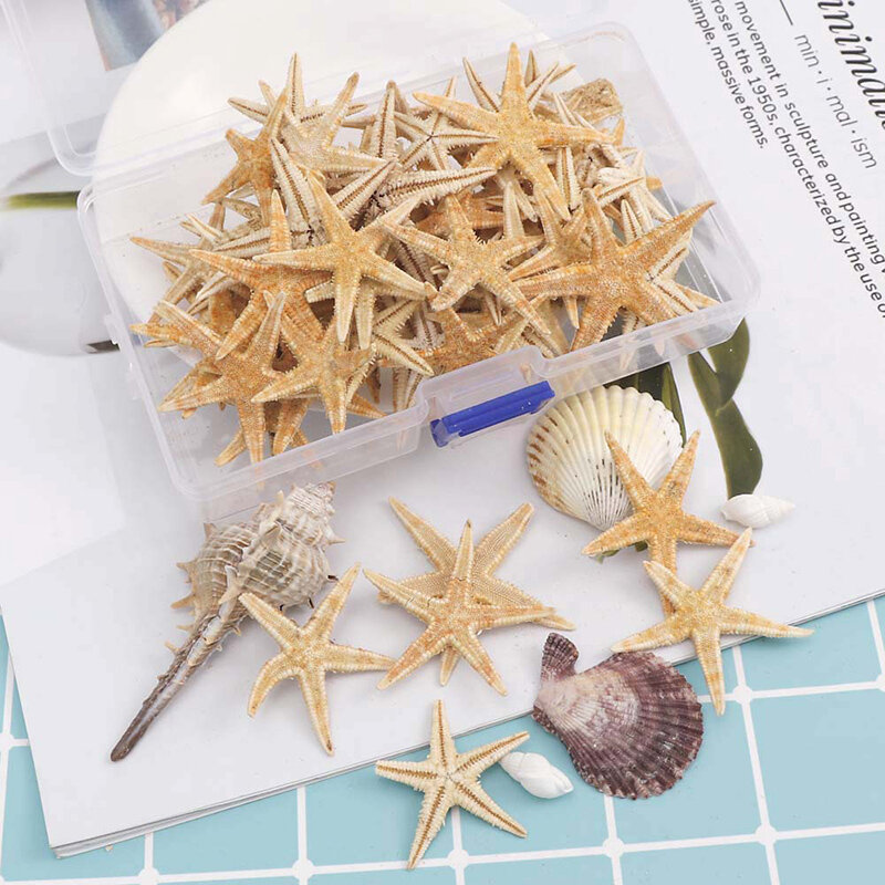 Caixa Natural Starfish Natuurlijke Zeester Seashell Beach Craft Natuurlijke Zee Sarren Diy Strand Bruiloft Decoratie Ambachten