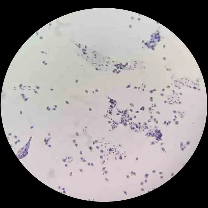 12 szt. Mejoza z pylnika cebulowego 5 szt. Mitoza przygotowana szklana próbka do mikroskopu