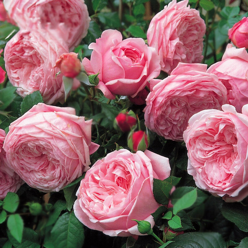 Semillas de flores rosas, ramos de boda, Regalo para mamá, novia, balcón, plantación al aire libre, celebrar plantas coloridas, hermoso, barato