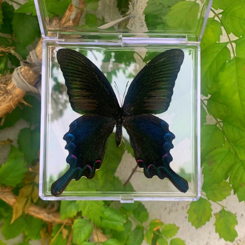 Espécimes naturais reais da borboleta espécimes raros e requintados Borboletas misturadas encaixotadas transparentes para a coleção da educação Rese