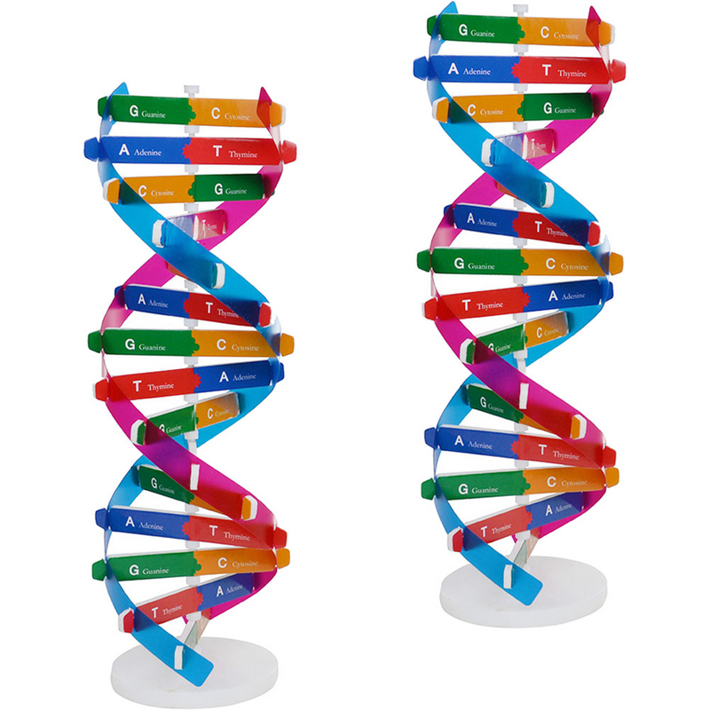 2 шт., инструменты для обучения ДНК с двойной завиткой
