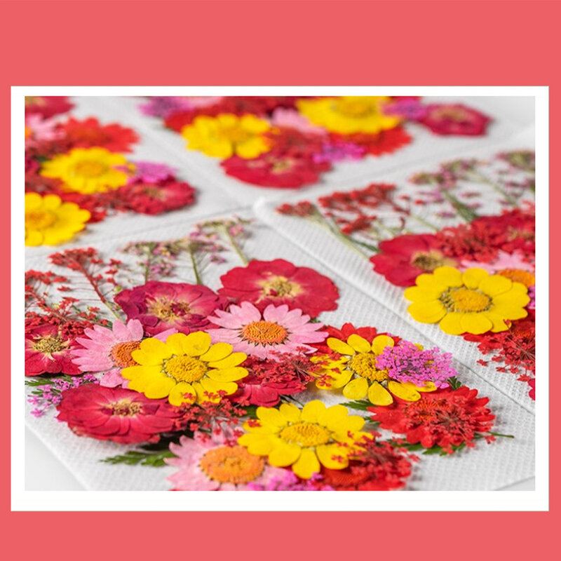 Natural Dried Flower Decoration Embossed Flowers Plant Colorful Type 1