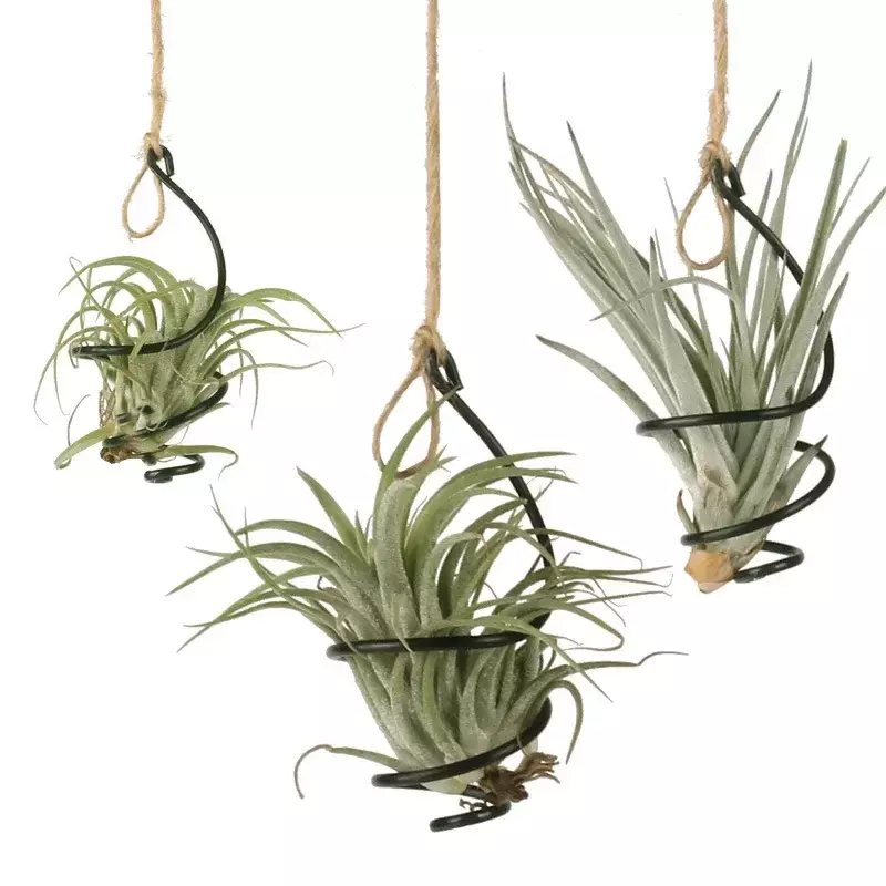 6/30Pcs Air Pineapple Hook Tillandsia Hanging Flower Stand Pots Display Hanger Holder Iron