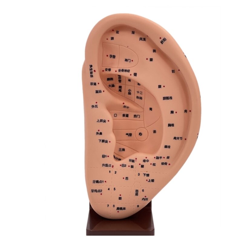 Modelo acupuntura oreja, modelo acupuntura oreja, modelo médico acupuntura para masaje oreja humana, modelo