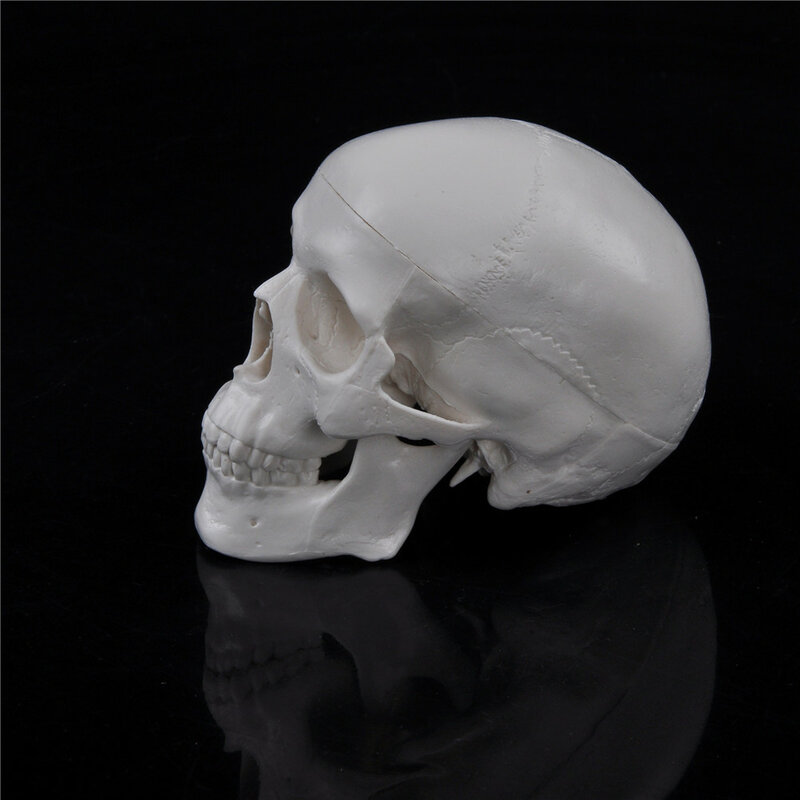 Teaching Mini Skull Human Anatomical Anatomy Head Medical Model Convenient