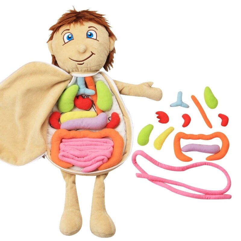 Обучающий орган Монтессори, Детская сборная игрушка, 3D пазл, модель человеческого тела, анатомия, плюшевая игрушка, обучающий инструмент для дошкольного тела