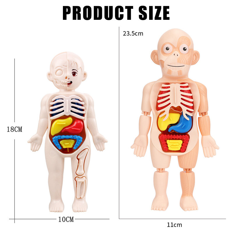 Mannequin 3D Montessori pour enfants, modèle d'anatomie, corps d'organe d'apprentissage, jouet assemblé, outils cognitifs