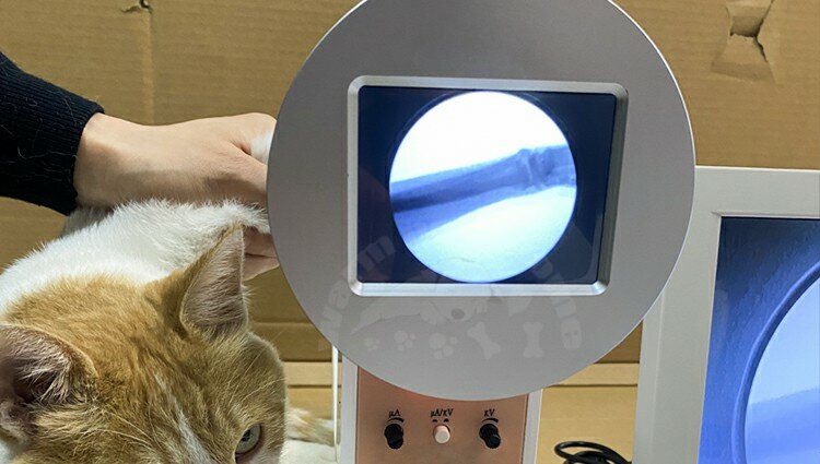 Cámara de veterinario portátil, máquina fluoroscópica