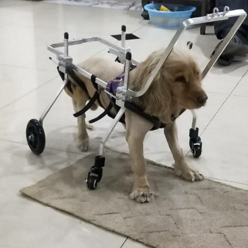 Starszy pies na wózku inwalidzkim czterokołowy pies hemiplegiczny pies samochód z przednią nogą niepełnosprawny samochód na całe ciało z porażeniem czterokołowym