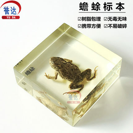 Free shipping toad specimens, organic resin-embedded specimens, artificial amber, experimental equipment
