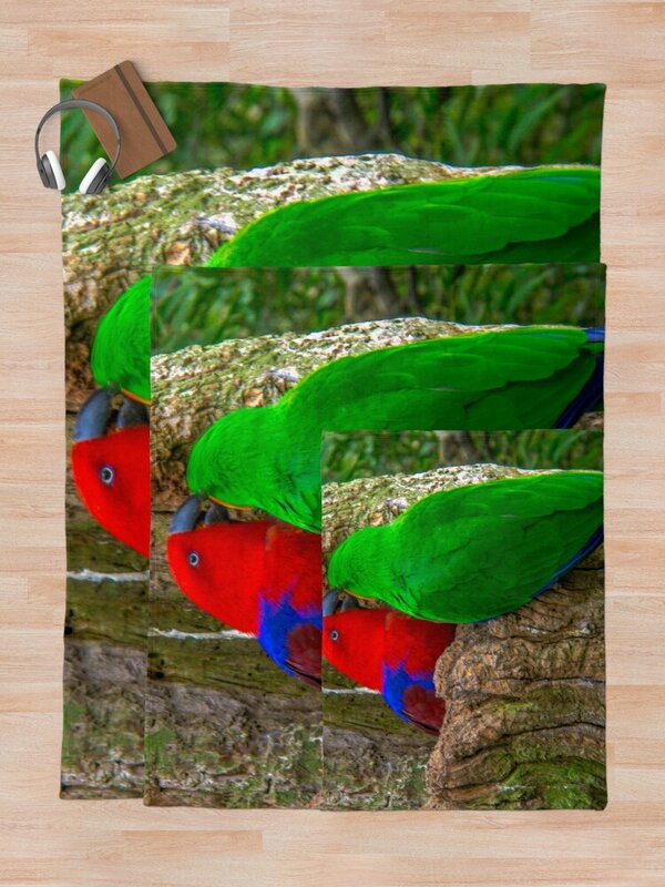 Papugi Eclectus rzucają koc w kratę na koc z obciążeniem sofy