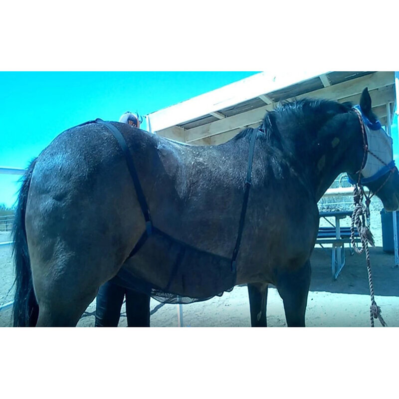 調節可能な馬のフライシートベリーガードネット保護毛布は、快適で通気性があり、引っかき傷に強い