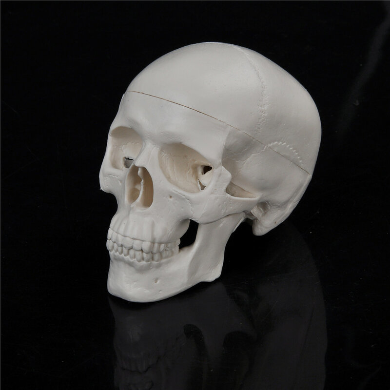 Mini cabeça humana crânio, Modelo de ensino médico, Anatômico, Conveniente