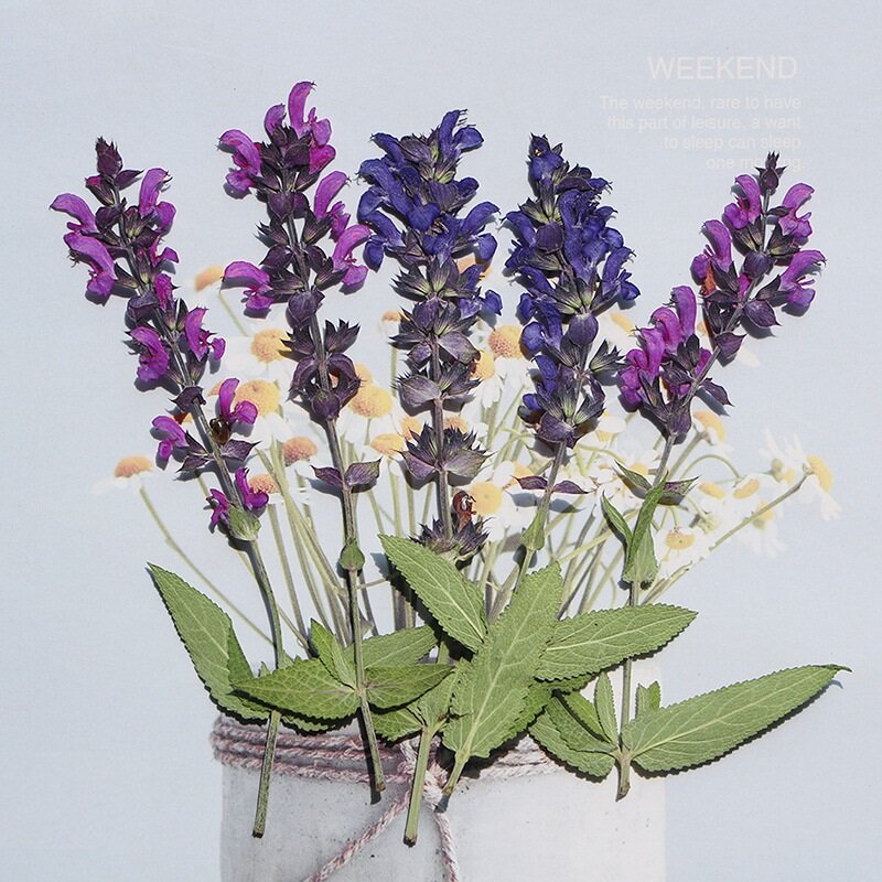 60 buah ditekan kering daun Lavender bunga Herbarium untuk Resin epoksi perhiasan kartu pembatas buku bingkai casing ponsel lampu rias DIY