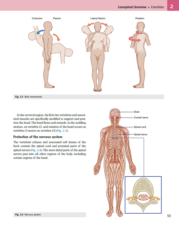 Anatomia szarego dla studentów 4.