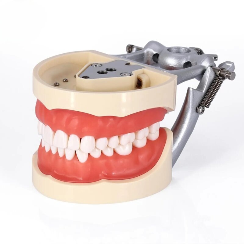 Kilgore Nissin 200 Type Dental Typodont Teeth Model 32Pcs replacement Screw-in teeth