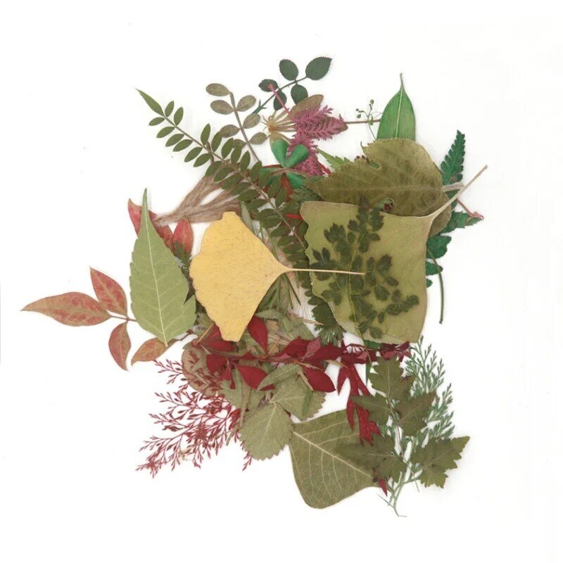Colección de hojas naturales de secado, 40 piezas (15 tipos), decoración de la naturaleza a mano, fotos de especímenes biológicos, accesorios de fotografía