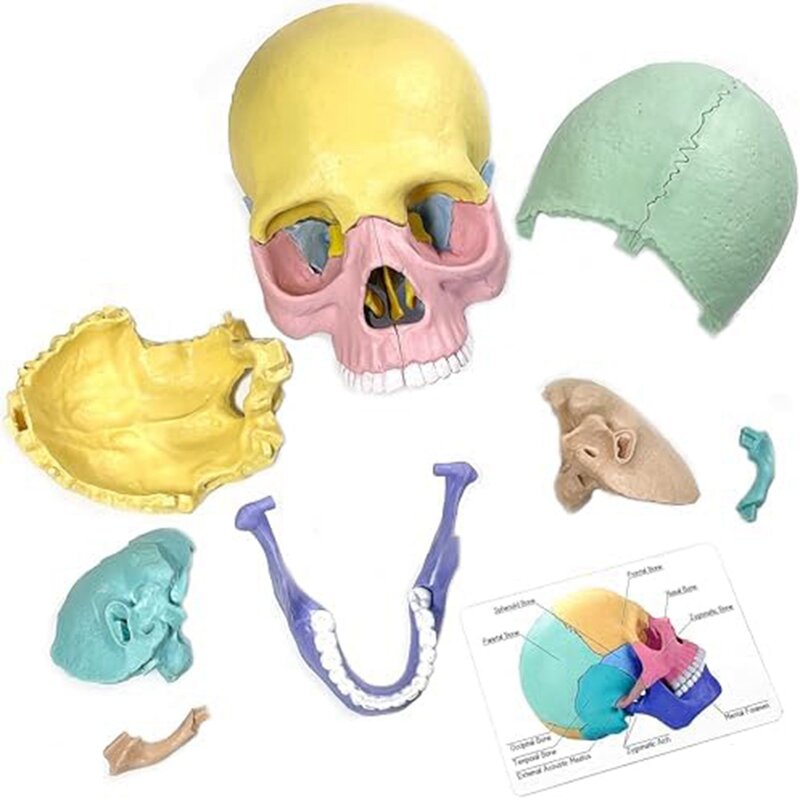 Anatomie-Schädel modell, Schädel puzzle der menschlichen Anatomie, abnehmbares Mini-Modell des menschlichen Schädels, Klinik unterricht