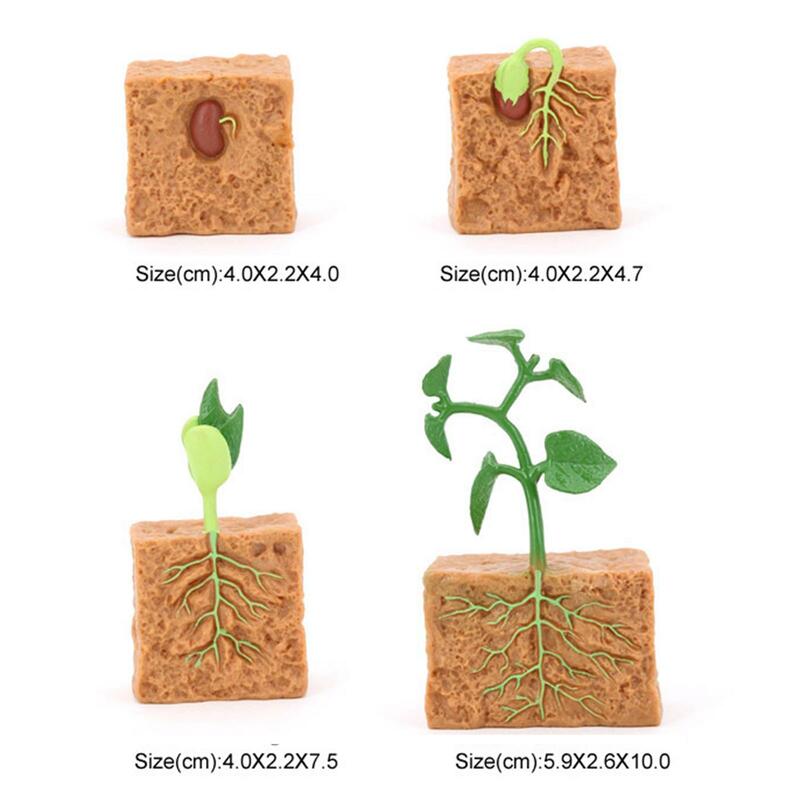 วงจรชีวิตของพืชสีเขียวระยะถั่วพืชจำลองรูปปั้นต้นการศึกษา