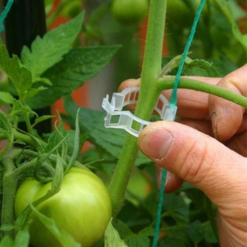 1-100 Pflanzen clips unterstützen wieder verwendbare Kunststoff verbindungen zur Befestigung von Weinreben-Tomaten stiel pfropfen Gemüse pflanzen Obstgarten und Gartengeräte